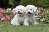 BICHON FRISE 518